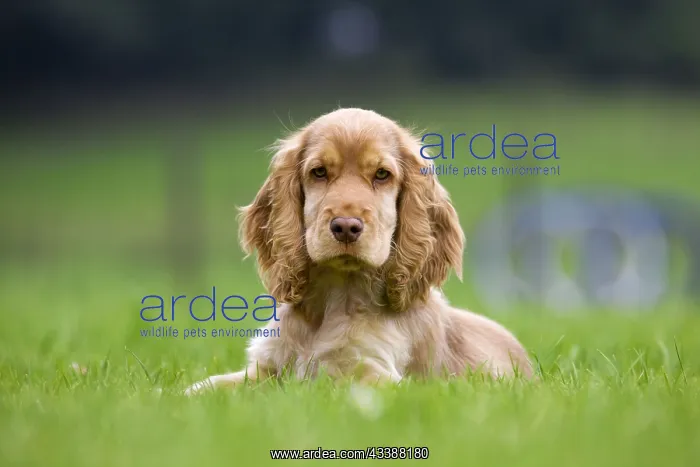 : English Cocker Spaniel, Puppy, English Cocker Spaniel : English Cocker Spaniel, Puppy, English Cocker Spaniel
