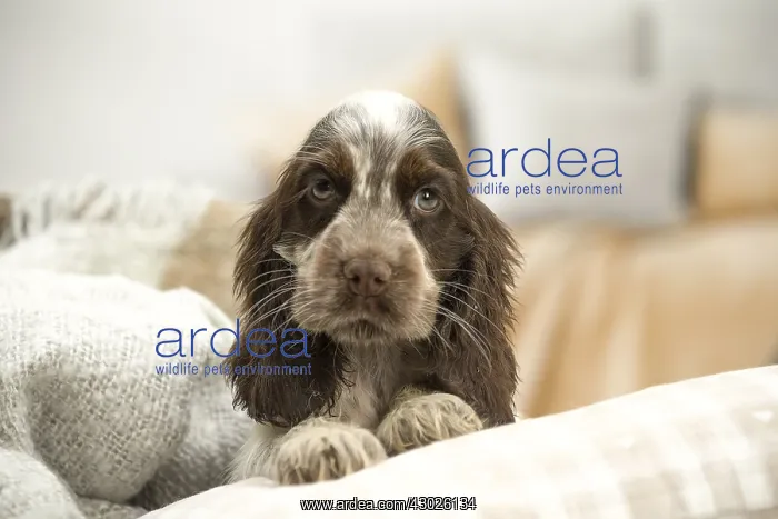  : English Cocker Spaniel puppy indoors