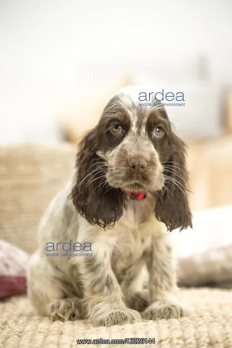  : English Cocker Spaniel puppy indoors