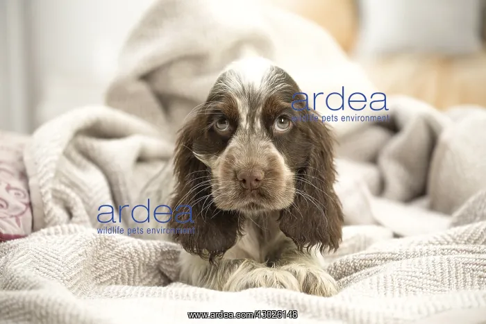  : English Cocker Spaniel puppy indoors
