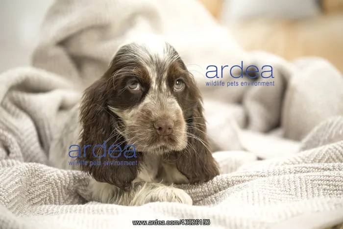  : English Cocker Spaniel puppy indoors