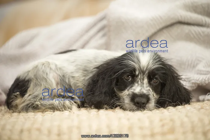  : English Cocker Spaniel puppy indoors