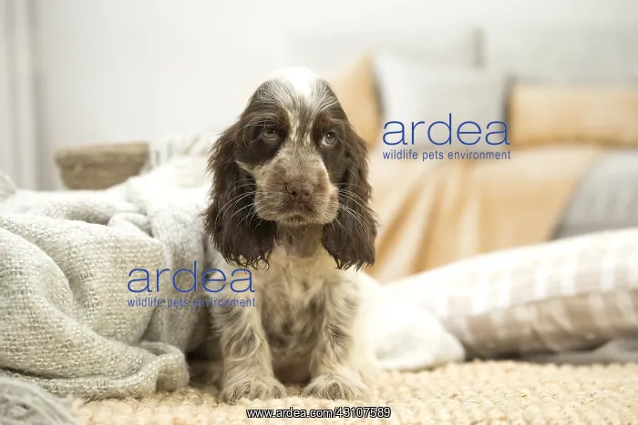  : English Cocker Spaniel puppy indoors