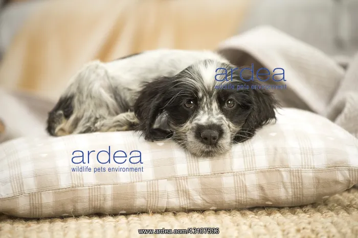  : English Cocker Spaniel puppy indoors