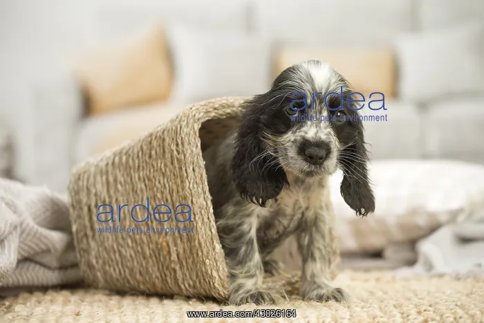: English Cocker Spaniel puppy indoors English Cocker : English Cocker Spaniel puppy indoors English Cocker