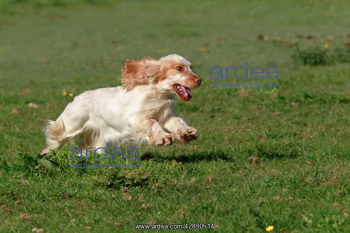  : English Cocker Spaniel - running