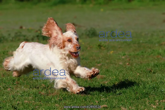  : English Cocker Spaniel - running