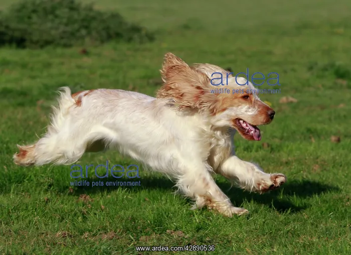  : English Cocker Spaniel - running
