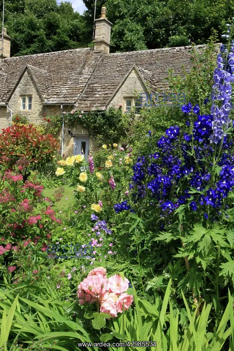 : English Country Cottage - and garden : English Country Cottage - and garden