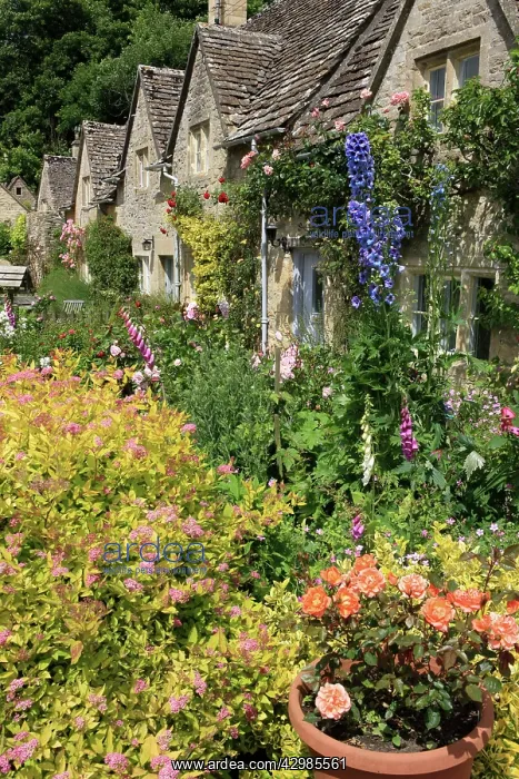 : English Country Cottage - and garden : English Country Cottage - and garden
