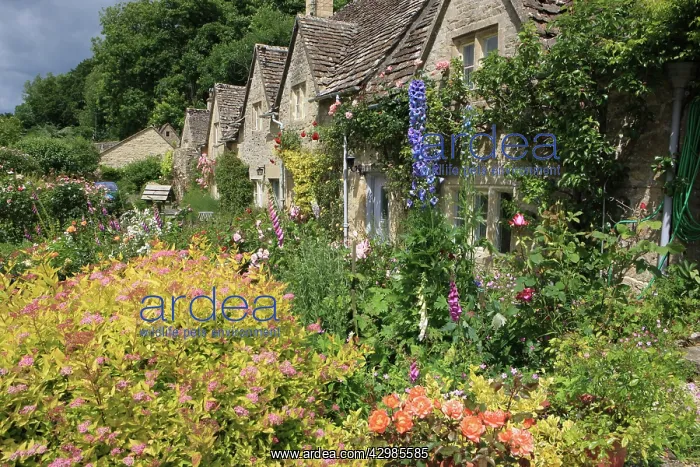 : English Country Cottage - and garden : English Country Cottage - and garden