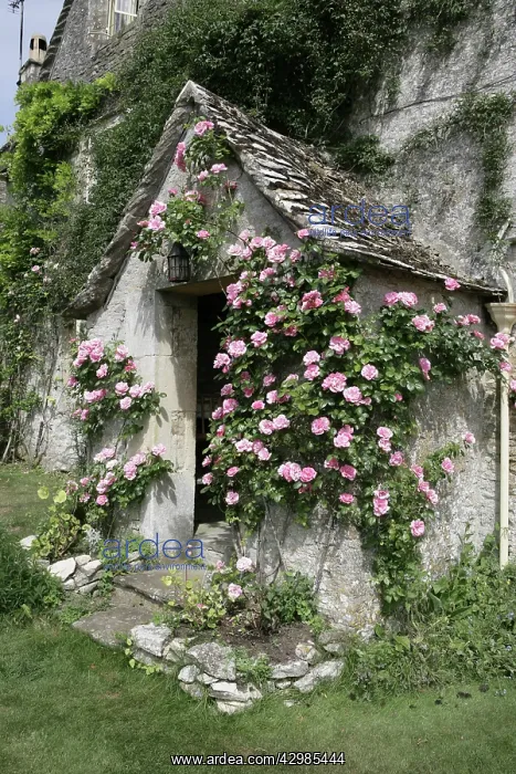  : English Country Cottage - with Roses around entrance