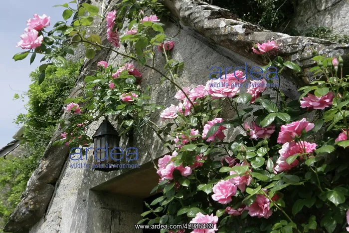 : English Country Cottage - with Roses around entrance : English Country Cottage - with Roses around entrance