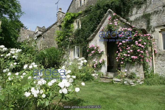  : English Country Cottage - with Roses around entrance