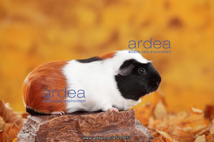 : English Crested Guinea Pig Pig on Stone, tortie-white : English Crested Guinea Pig Pig on Stone, tortie-white