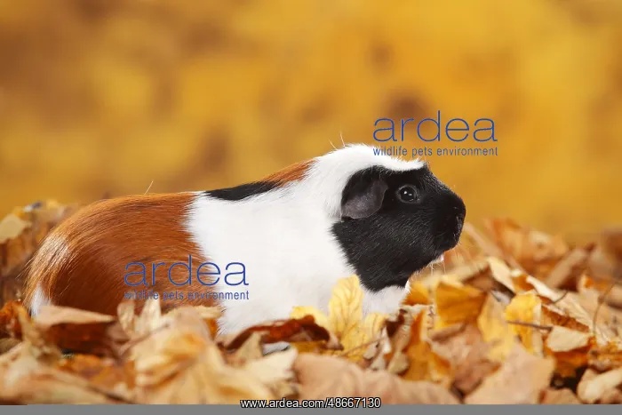 : English Crested Guinea Pig Pig, tortie-white : English Crested Guinea Pig Pig, tortie-white