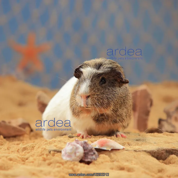 : English Crested Guinea Pig, in the sand, summer : English Crested Guinea Pig, in the sand, summer