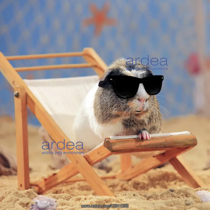 : English Crested Guinea Pig, sitting in a deck : English Crested Guinea Pig, sitting in a deck