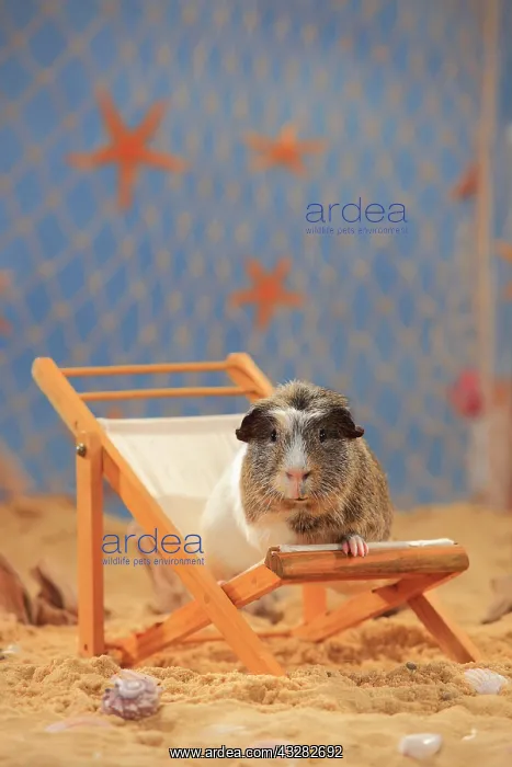 : English Crested Guinea Pig, sitting in a deck chair : English Crested Guinea Pig, sitting in a deck chair