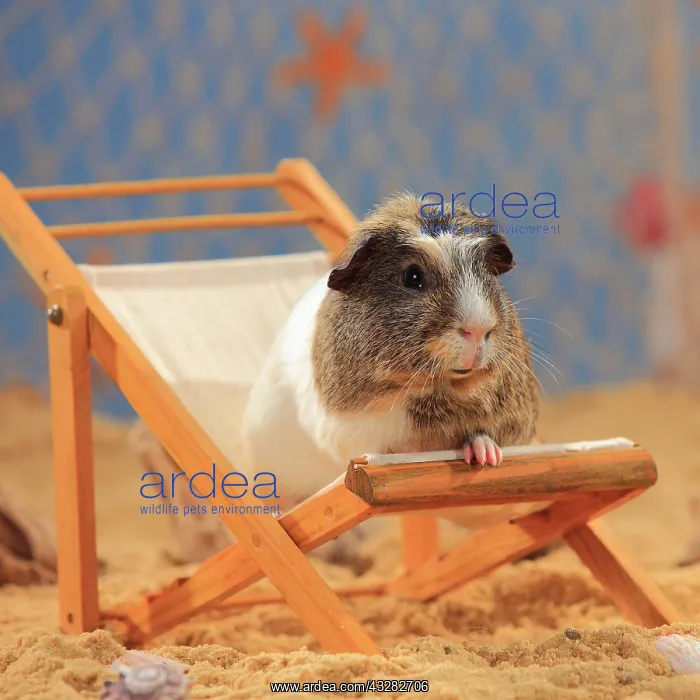 : English Crested Guinea Pig, sitting in a deck chair : English Crested Guinea Pig, sitting in a deck chair