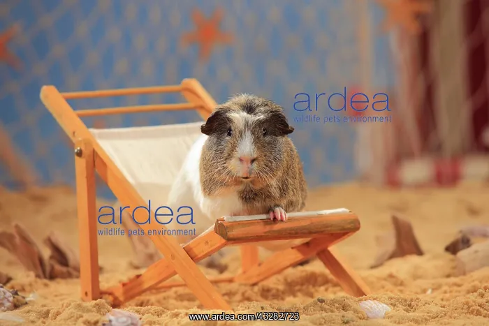 : English Crested Guinea Pig, sitting in a deck chair : English Crested Guinea Pig, sitting in a deck chair