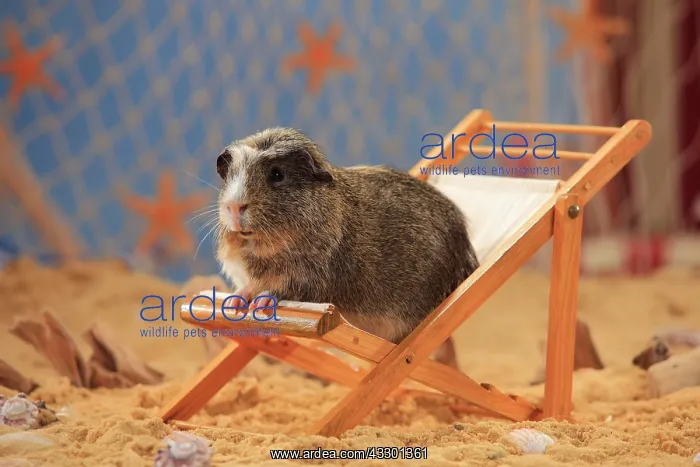 : English Crested Guinea Pig, sitting in a deck chair : English Crested Guinea Pig, sitting in a deck chair