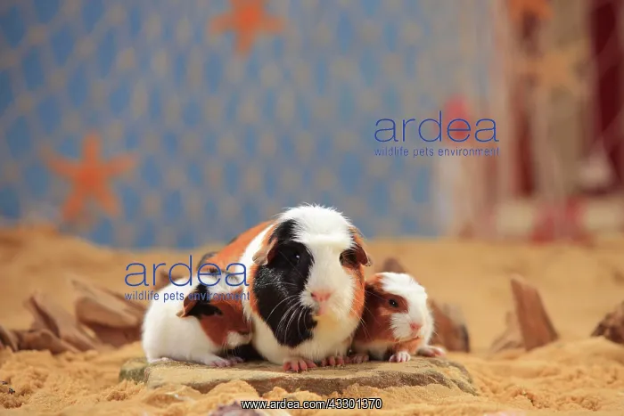 : English Crested guinea pigs, tortie-white, and young : English Crested guinea pigs, tortie-white, and young
