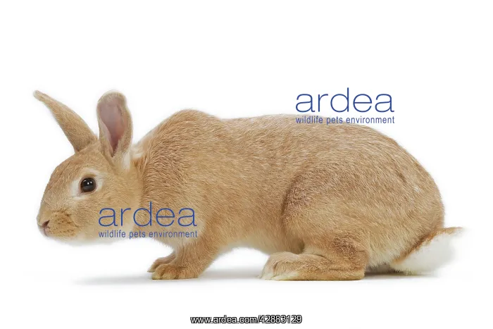  : English Domestic Rabbit - argente anglais