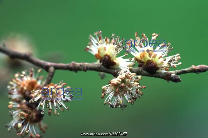 : ENGLISH ELM - close-up of flowers : ENGLISH ELM - close-up of flowers