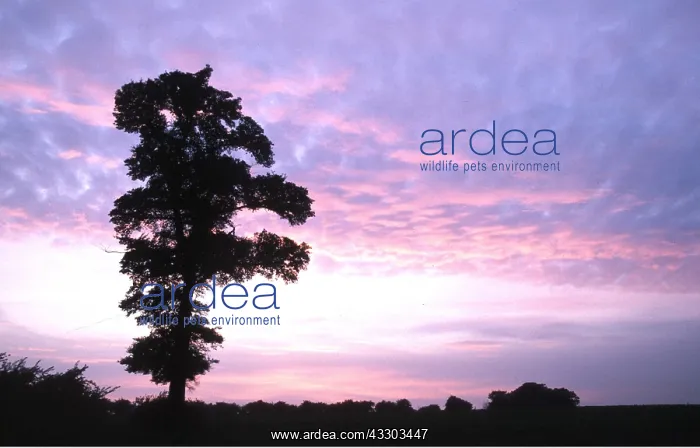 : ENGLISH ELM - silhouette at sunset : ENGLISH ELM - silhouette at sunset