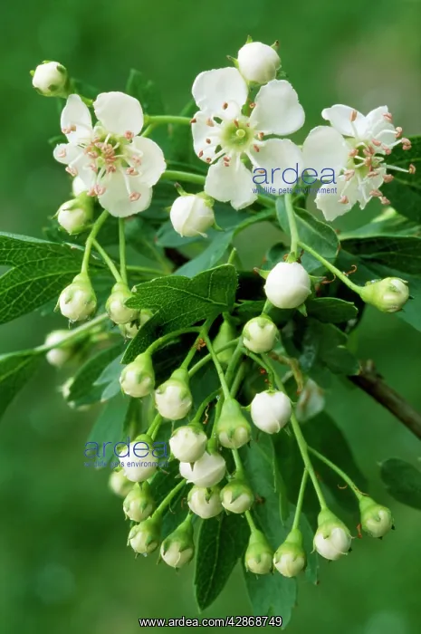 : English HAWTHORNE - blooms : English HAWTHORNE - blooms