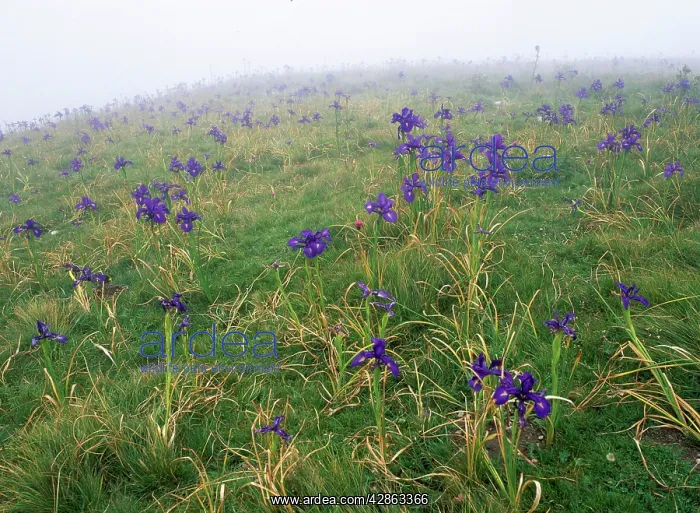 : English Iris : English Iris