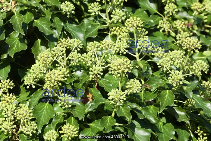 : English Ivy : English Ivy
