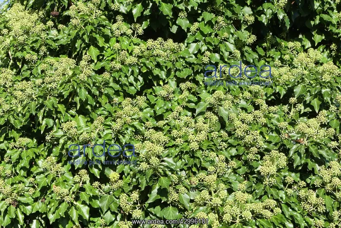 : English Ivy. in flower - Bas Rhin, France : English Ivy. in flower - Bas Rhin, France