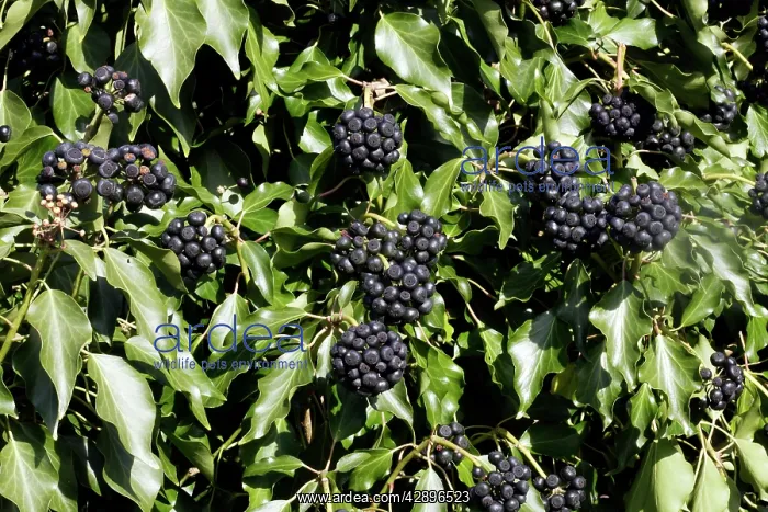 : English Ivy - fruit : English Ivy - fruit