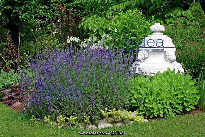 : English lavender in a garden (Lavandula angustifolia) : English lavender in a garden (Lavandula angustifolia)