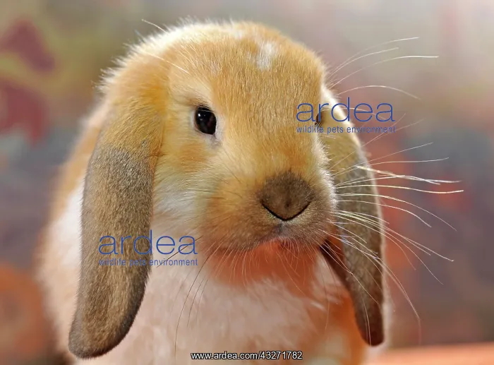 : English Lop, male : English Lop, male