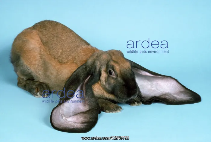 : ENGLISH LOP RABBIT - close-up : ENGLISH LOP RABBIT - close-up