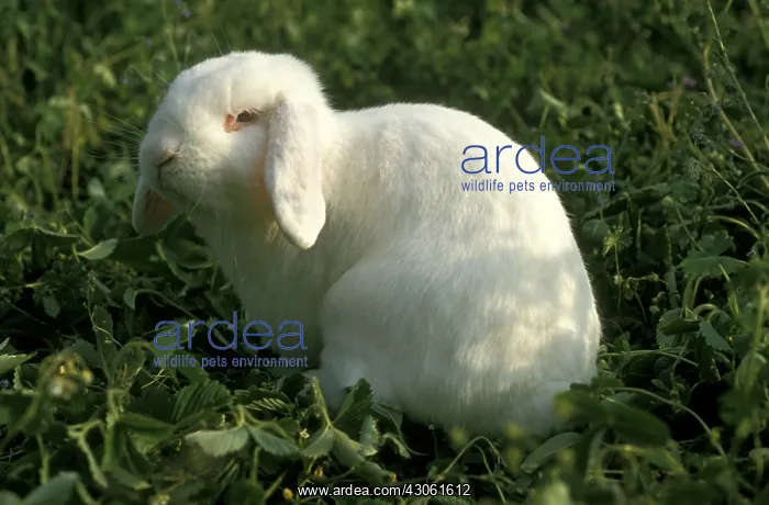 : English Lop Rabbit in grass France : English Lop Rabbit in grass France