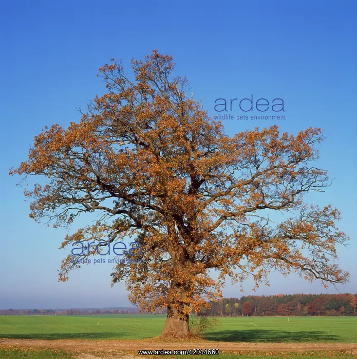  : English OAK