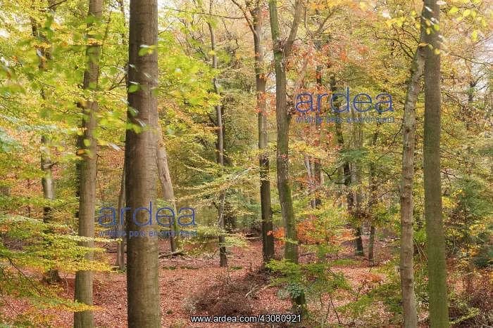 : English Oak : English Oak