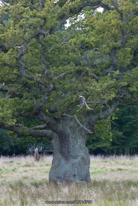 : English Oak : English Oak