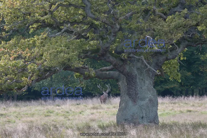 : English Oak : English Oak