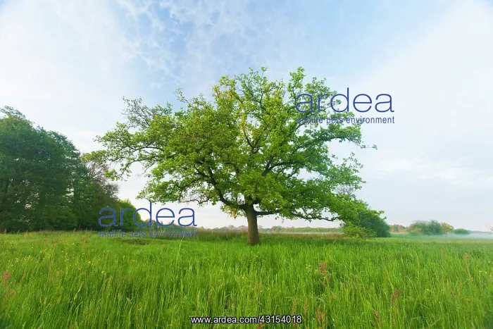 : English Oak : English Oak