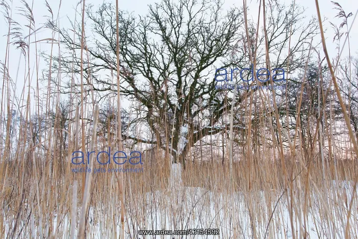 : English Oak : English Oak