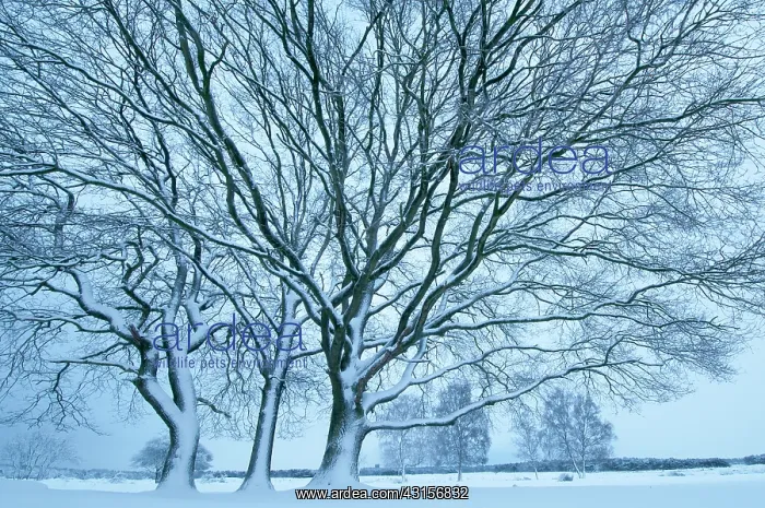 : English Oak : English Oak