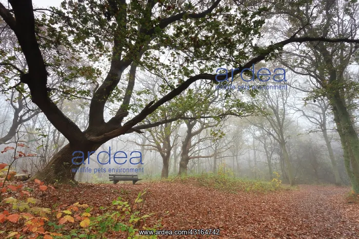 : English Oak : English Oak
