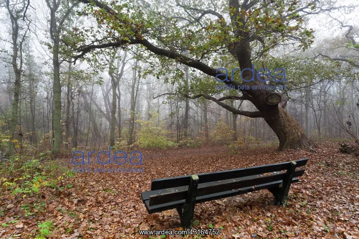 : English Oak : English Oak