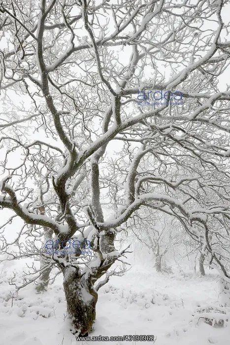 : English Oak : English Oak