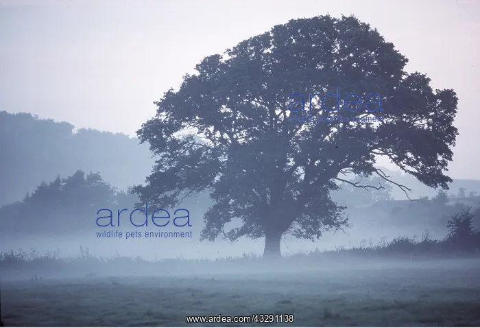 : ENGLISH OAK : ENGLISH OAK